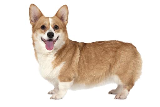 Cute Dog Corgi PNG Free Photo PNG Image