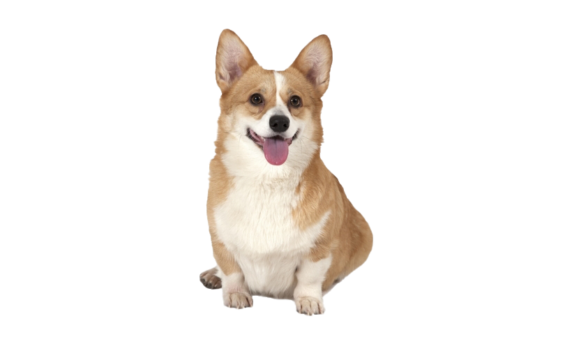 Cute Dog Photos Corgi Free Download PNG HD PNG Image