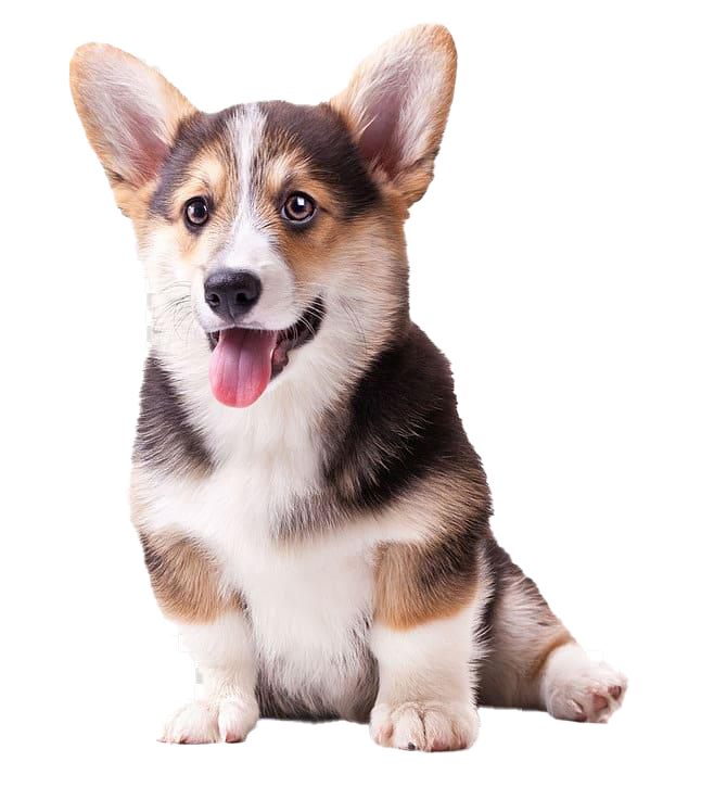 Cute Pic Dog Corgi Free PNG HQ PNG Image