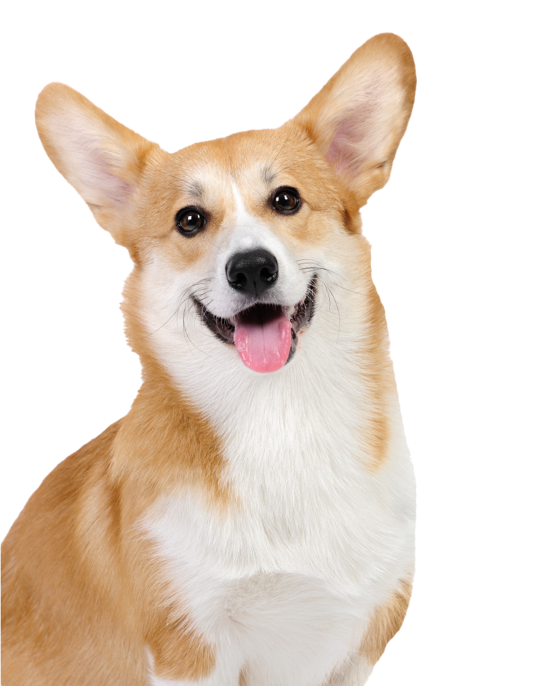 Cute Dog Corgi PNG Image High Quality PNG Image