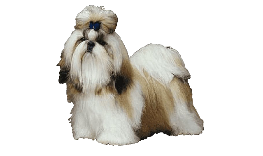 Shih Tzu Free Transparent Image HQ PNG Image