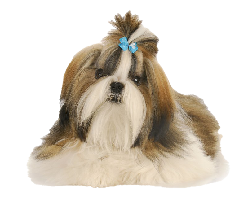 Shih Tzu Free Download PNG HD PNG Image