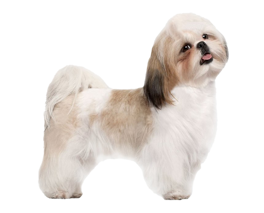 Shih Tzu HD Image Free PNG Image