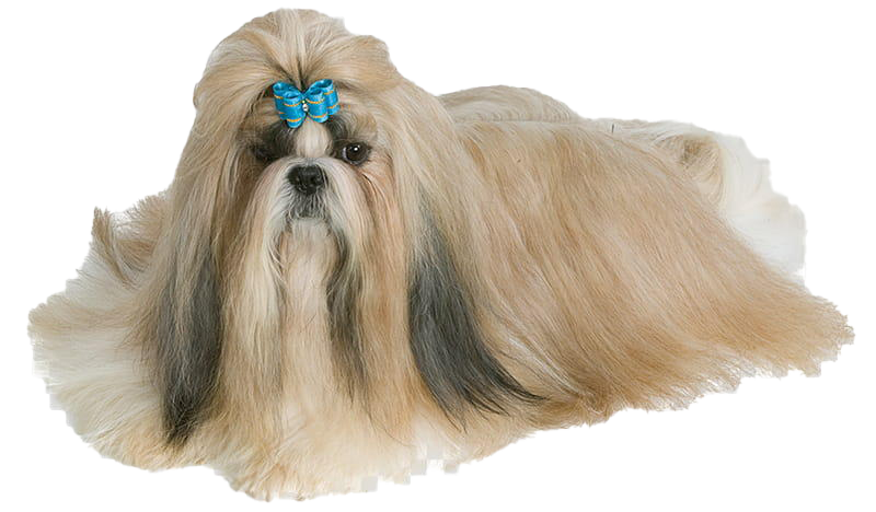 Shih Tzu PNG Download Free PNG Image