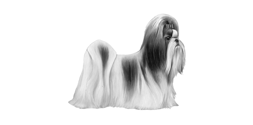 Shih Tzu Free Download Image PNG Image