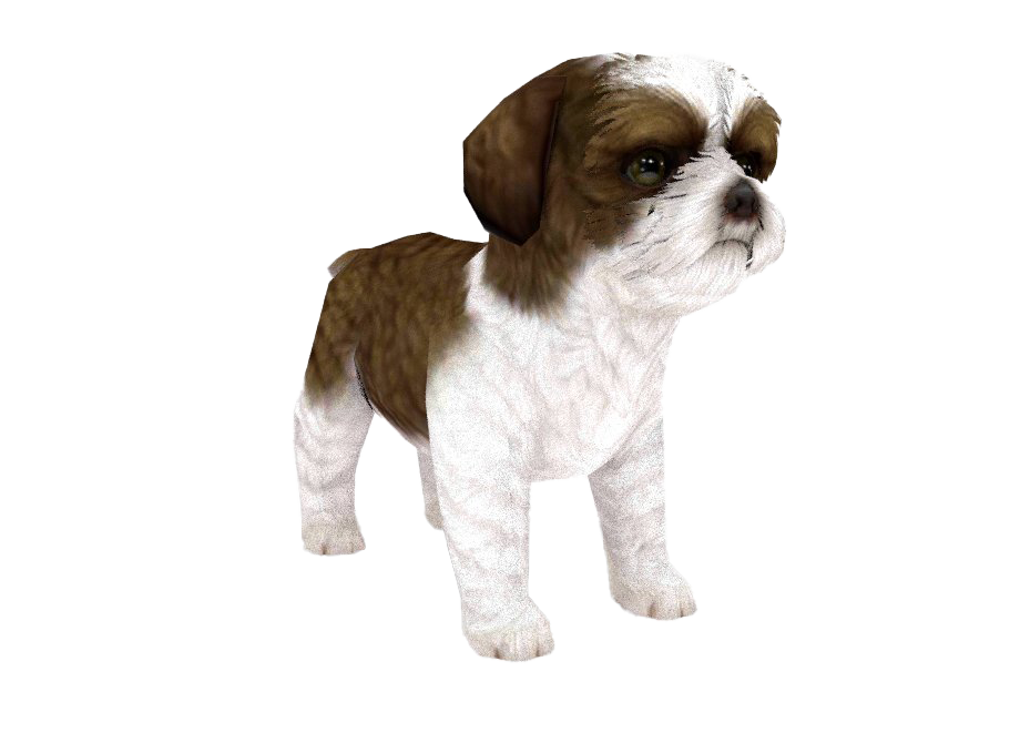 Shih Tzu PNG File HD PNG Image