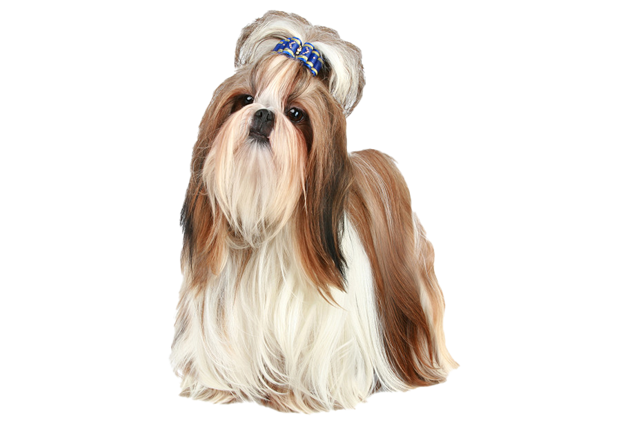 Shih Tzu Free Clipart HQ PNG Image