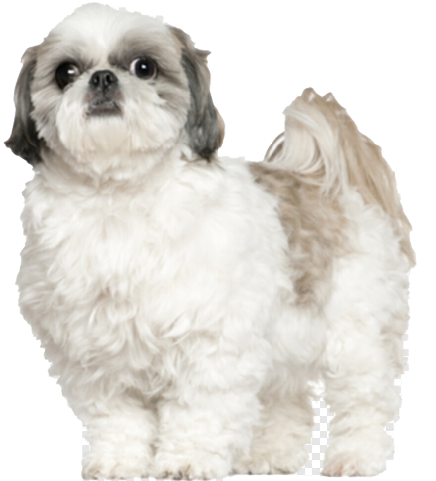 Photos Shih Tzu Free Transparent Image HD PNG Image