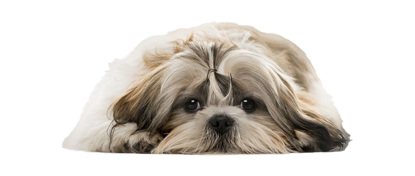 Shih Tzu PNG Download Free PNG Image