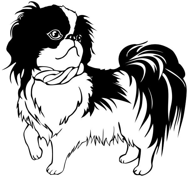 Picture Shih Tzu Free Transparent Image HD PNG Image