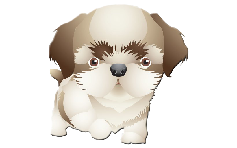 Shih Tzu HQ Image Free PNG Image