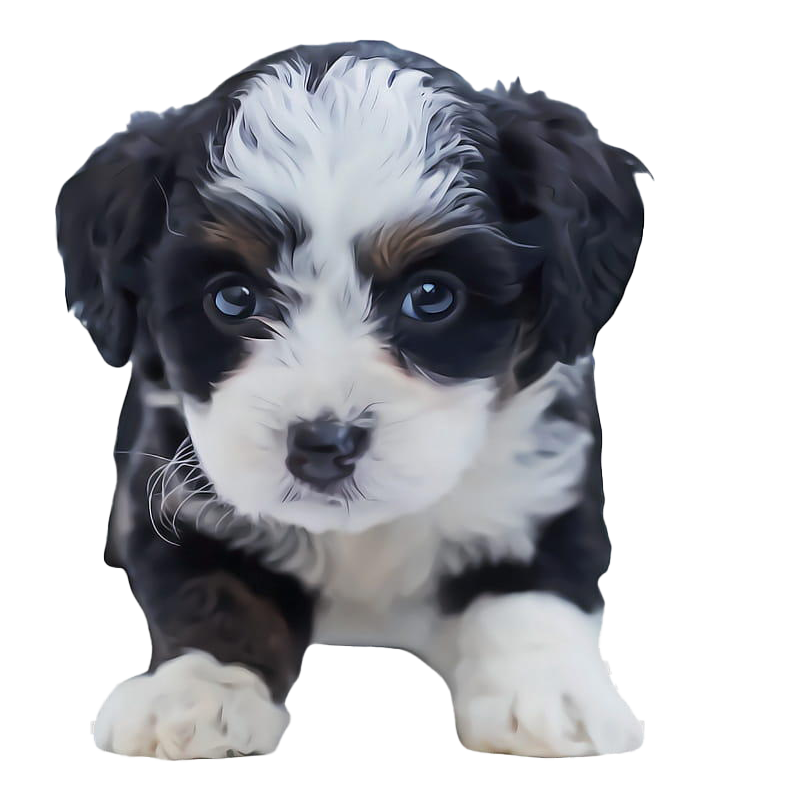 Shih Puppy Tzu Download HQ PNG Image