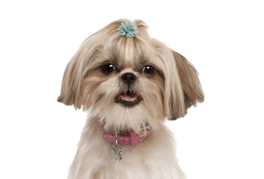 Photos Shih Puppy Tzu PNG Download Free PNG Image