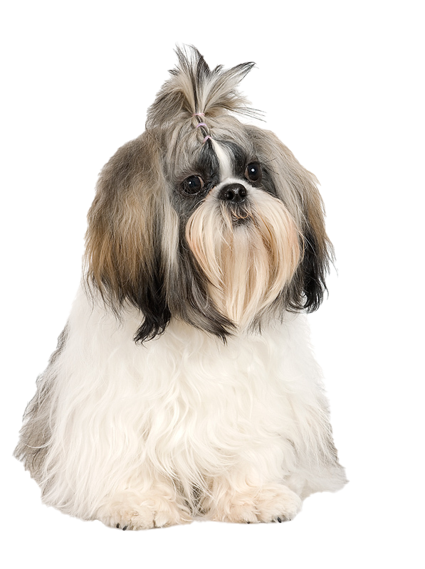 Shih Puppy Tzu Free Clipart HQ PNG Image