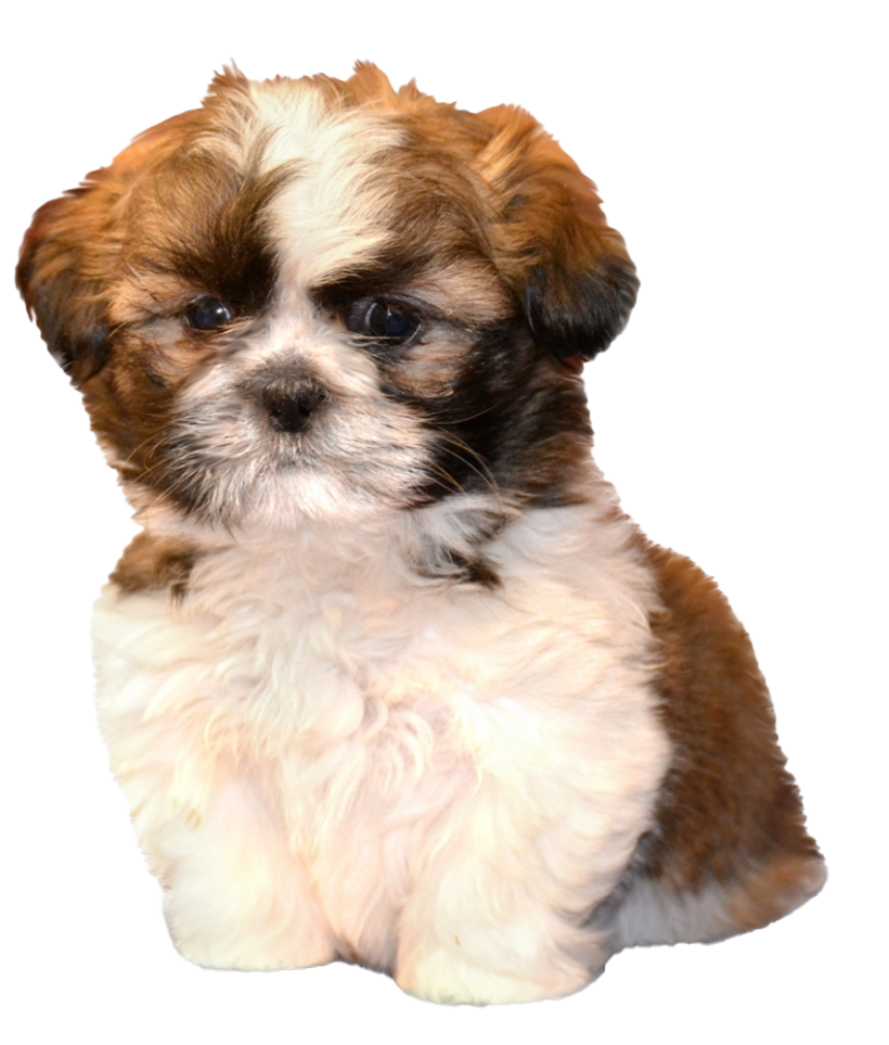 Shih Tzu Download Free Image PNG Image