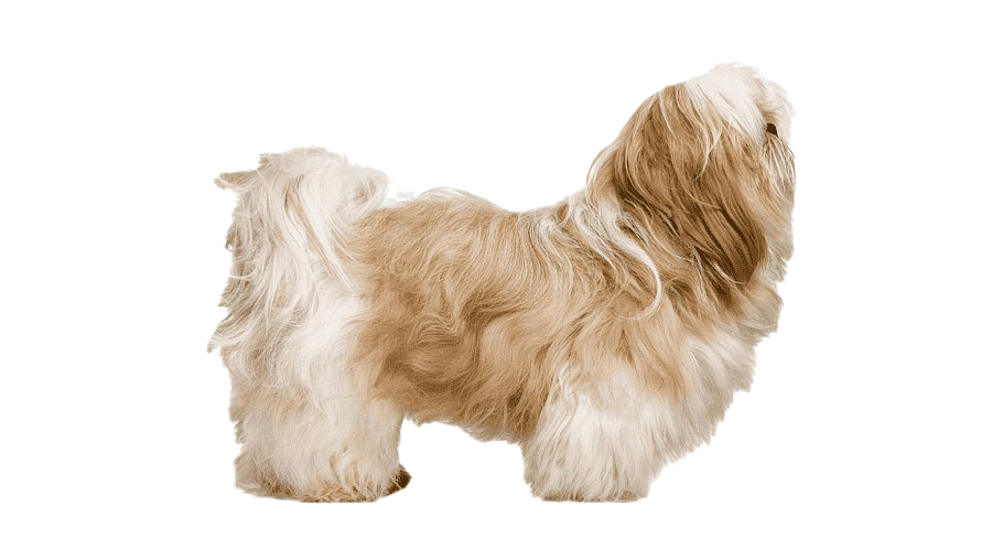 Images Shih Tzu PNG File HD PNG Image