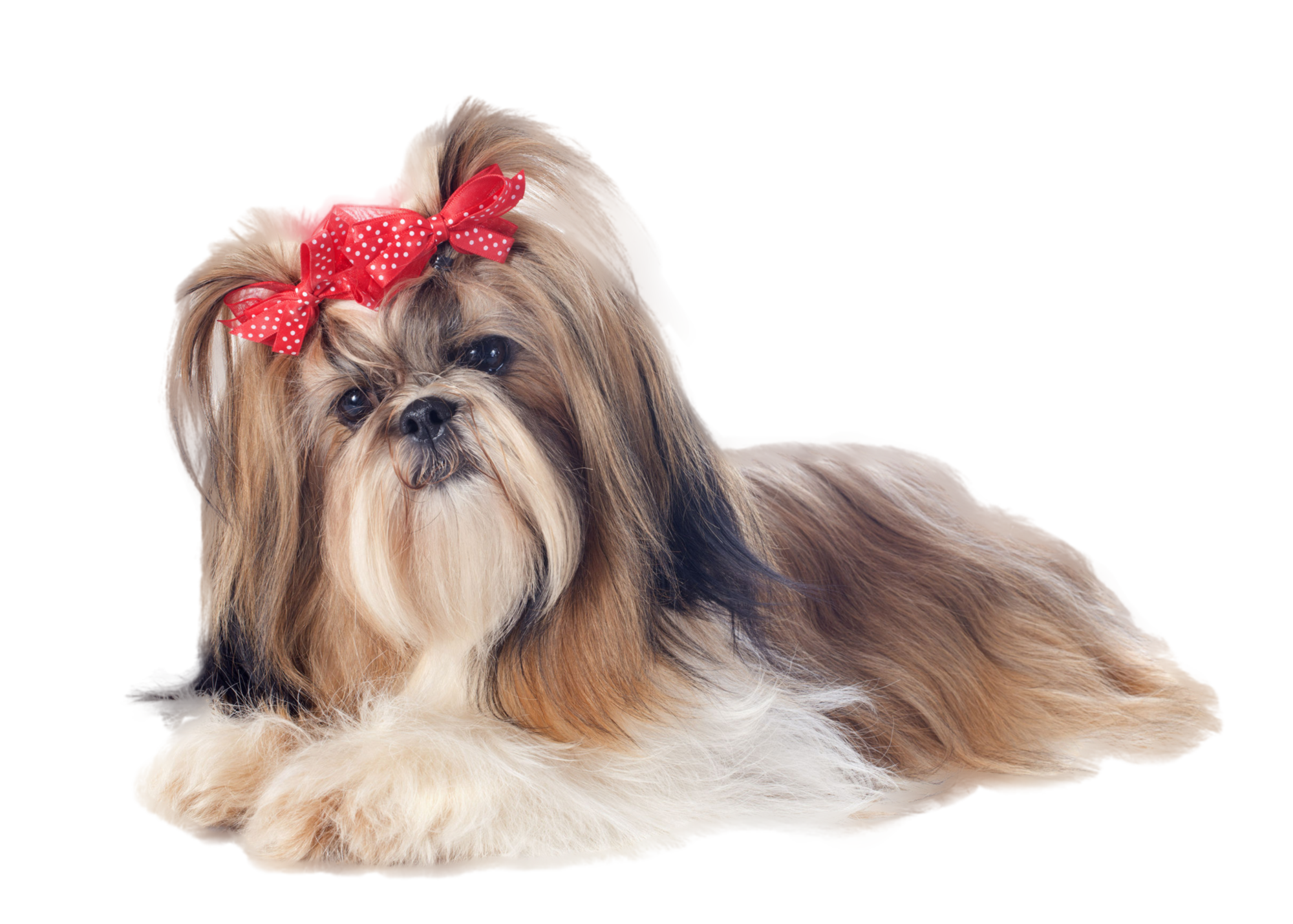 Cute Shih Tzu Free Download Image PNG Image