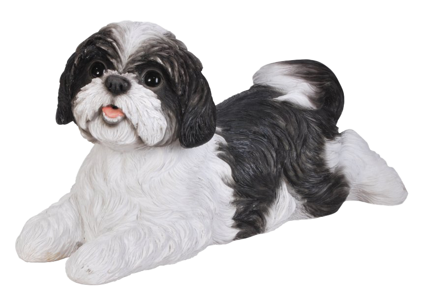 Cute Shih Tzu Photos Free Download PNG HQ PNG Image