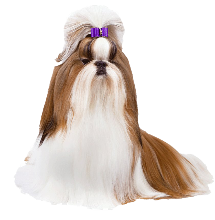 Cute Shih Tzu Free Download PNG HD PNG Image