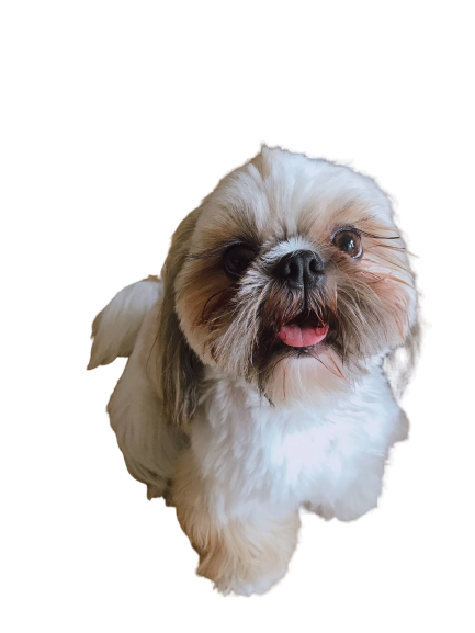 Dog Companion Free Photo PNG Image