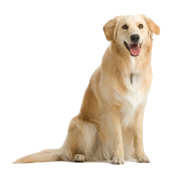 Dog Png 7 PNG Image