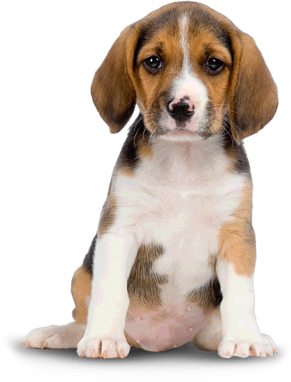 Dog Png Image PNG Image