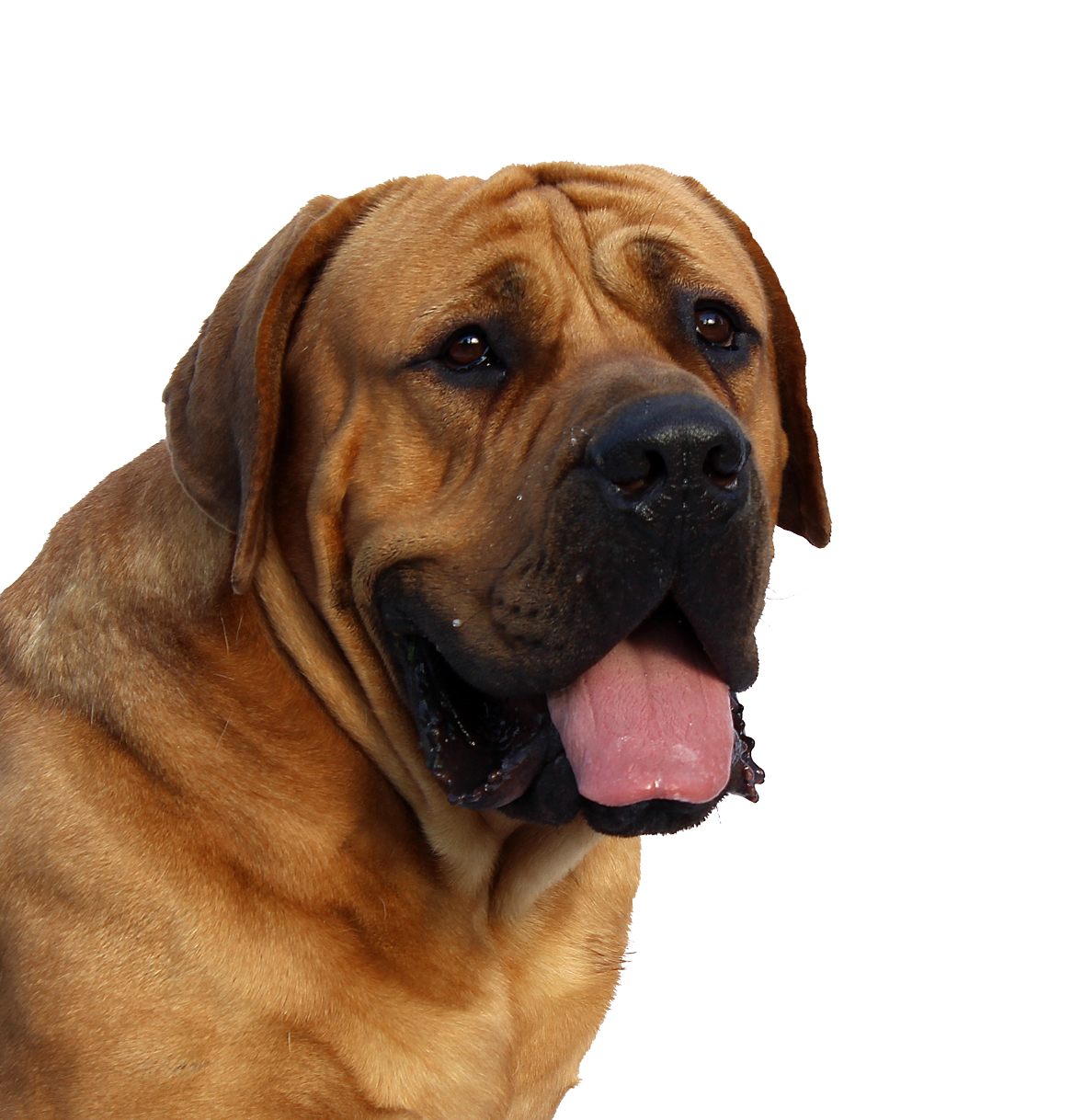 Close Boxer Dog Up PNG File HD PNG Image