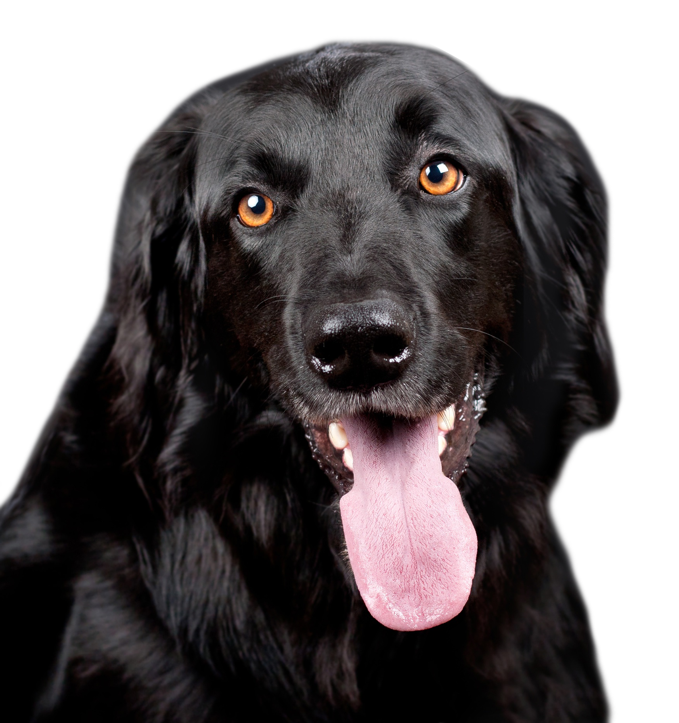 Tongue Black Dog Out PNG File HD PNG Image