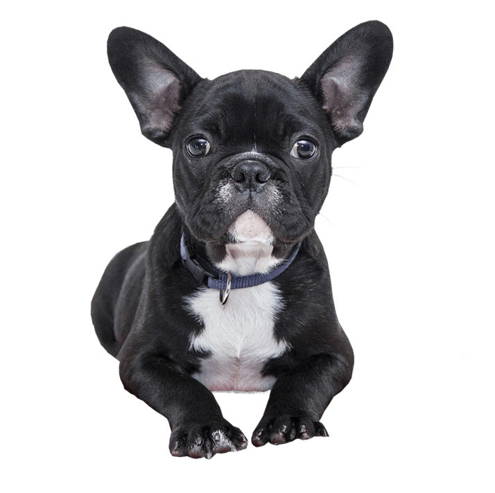 Bulldog Black Dog French Download HD PNG Image