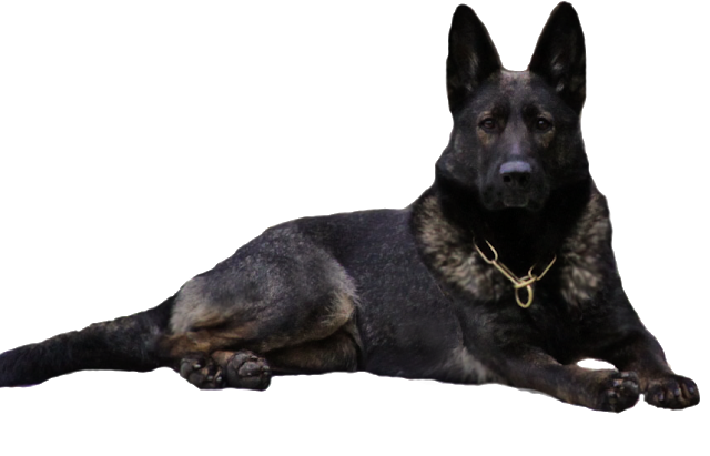 German Black Dog Free Download PNG HD PNG Image