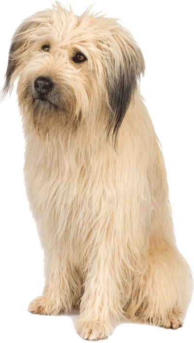 Dog Png Image PNG Image