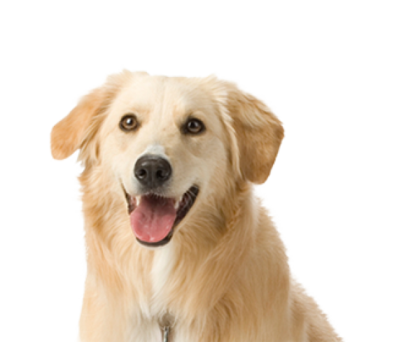 Dog Face HD Image Free PNG Image