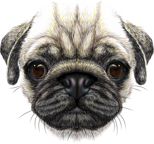 Dog Face HQ Image Free PNG Image