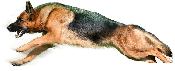 Dog Png Image PNG Image