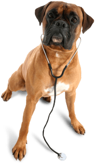 Dog Png Image PNG Image