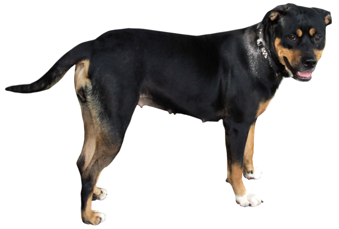 Dog Png 11 PNG Image