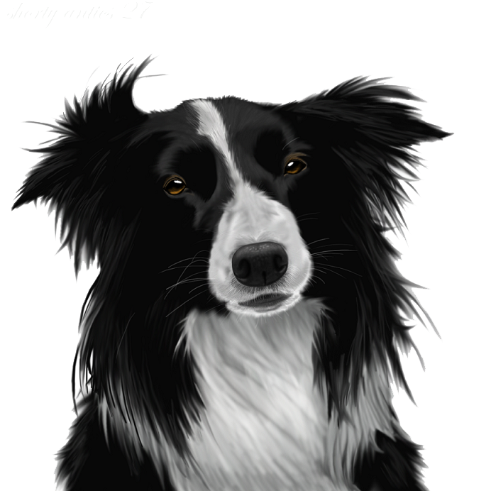 Border Collie Image PNG Image