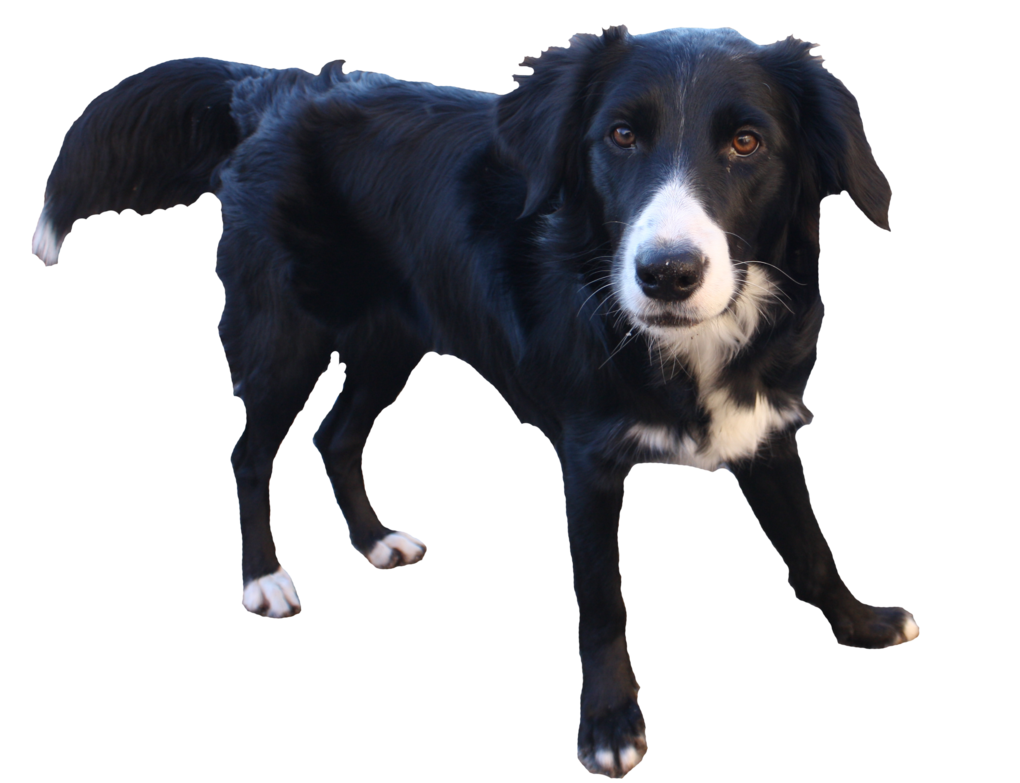 Border Collie Transparent Background PNG Image