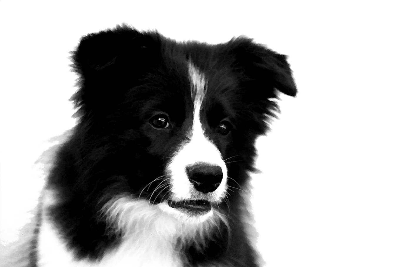 Border Collie Photos PNG Image