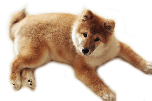 Dog Png Image PNG Image