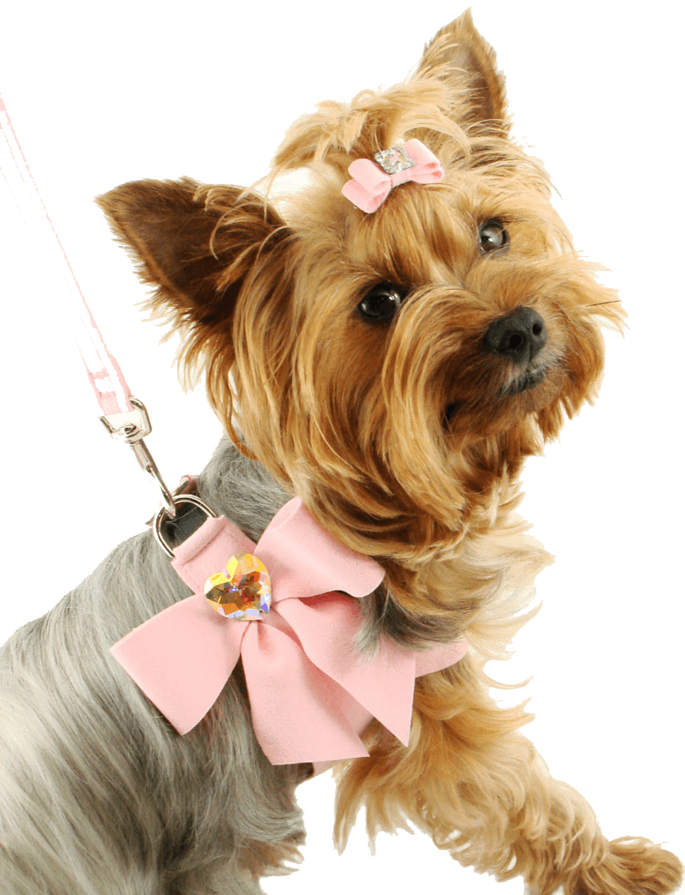 Dog Png Image Picture Download Dogs PNG Image