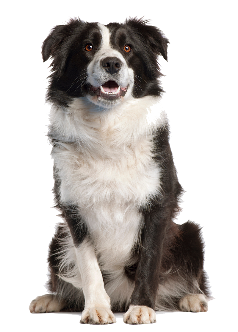 Dog Image PNG Image