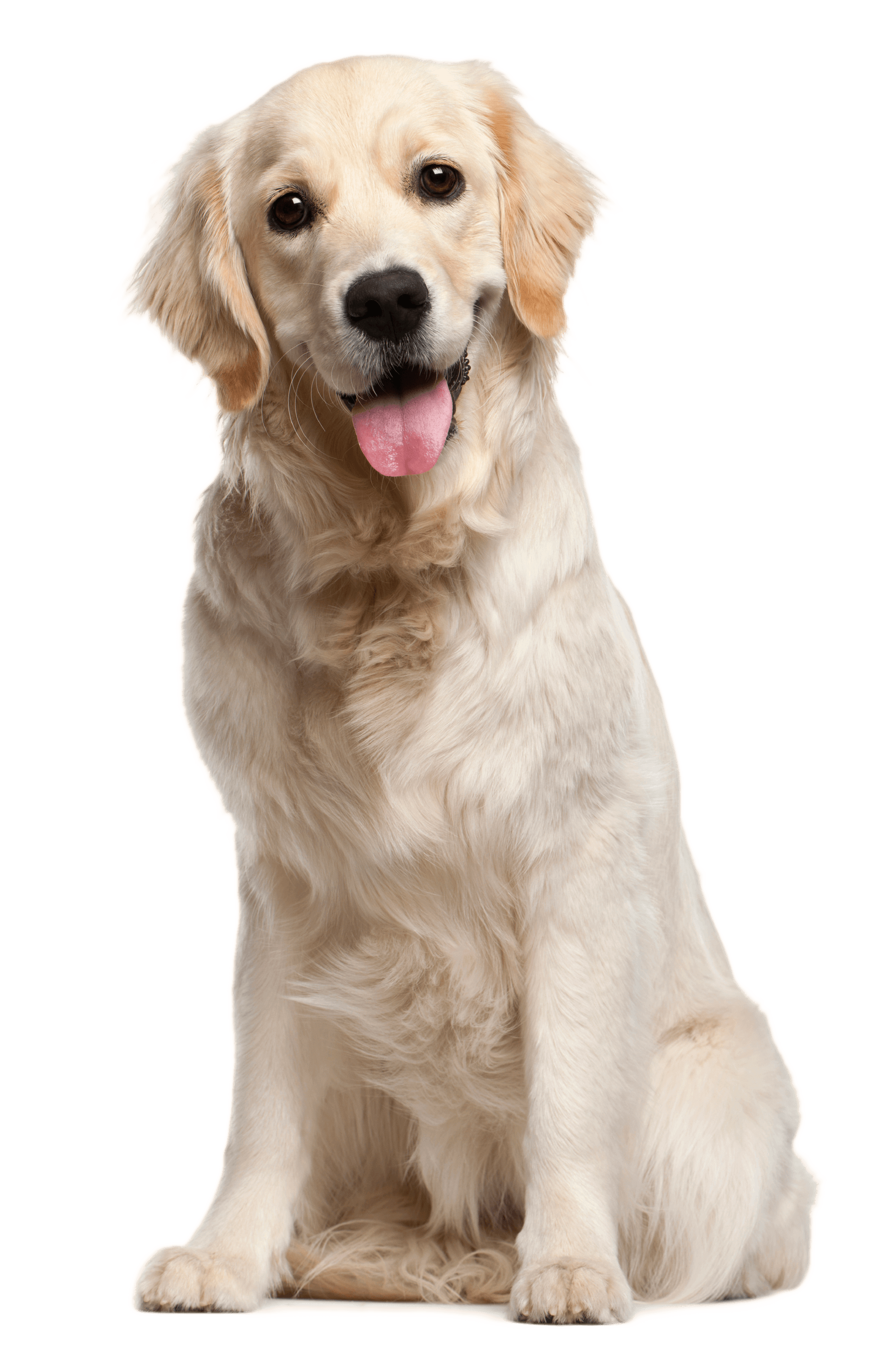 Dog File PNG Image