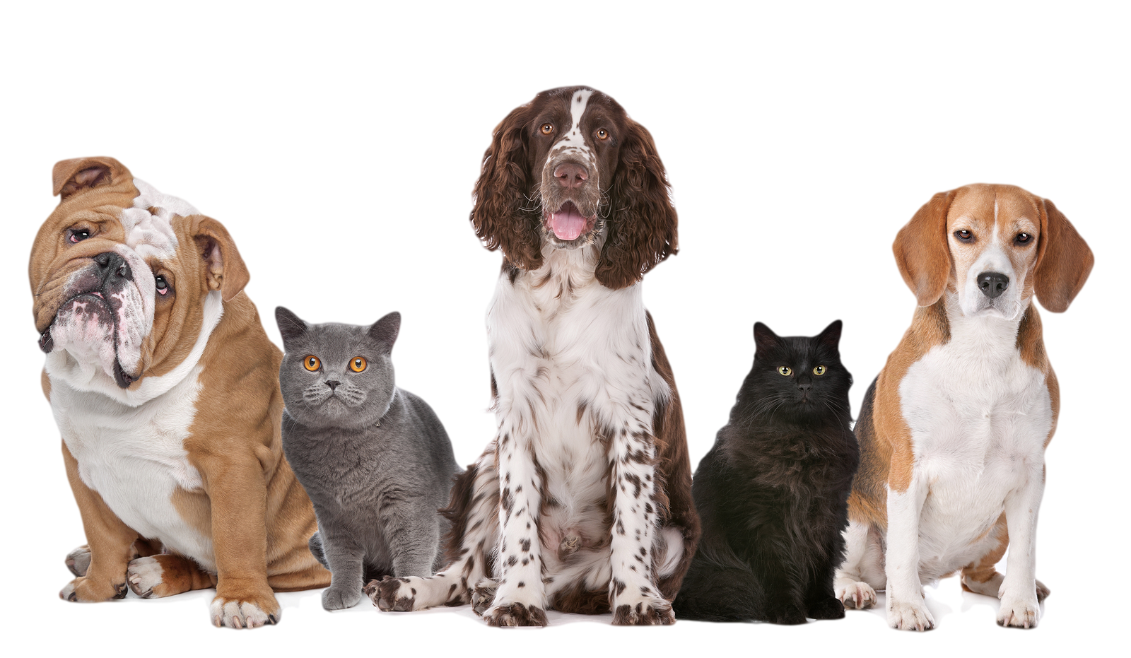 Dog Transparent Image PNG Image