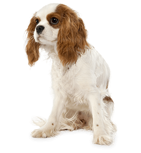 Dog Png Image PNG Image