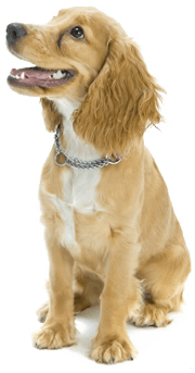 Dog Png Image PNG Image