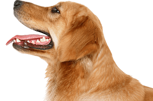 Dog Png Image PNG Image