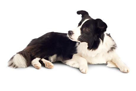 Dog Png 12 PNG Image