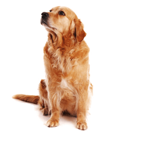 Dog Png Image PNG Image