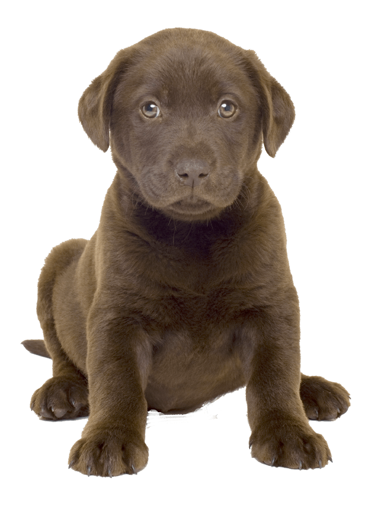 Dog Png Image PNG Image